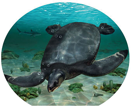 8300만 년 전 바닷속 누비던 거대 바다거북 화석 발견