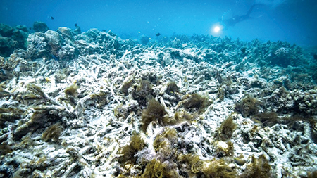 유네스코 “호주 대산호초, ‘위험에 처한 세계유산’ 목록 올려야”