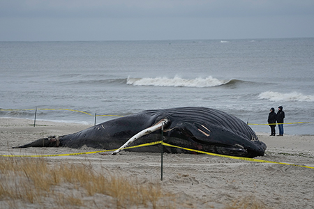 [월드 뉴스]혹등고래의 쓸쓸한 죽음