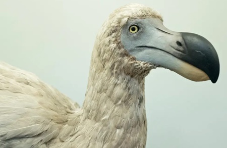17세기 멸종한 도도새, 복원 연구 시작… 350년 전 ‘신비의 새’가 돌아온다고?