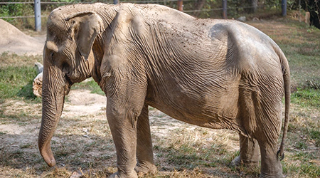 25년 동안 관광객 태워 척추 무너진 태국 코끼리… “동물 학대 멈춰야 해”