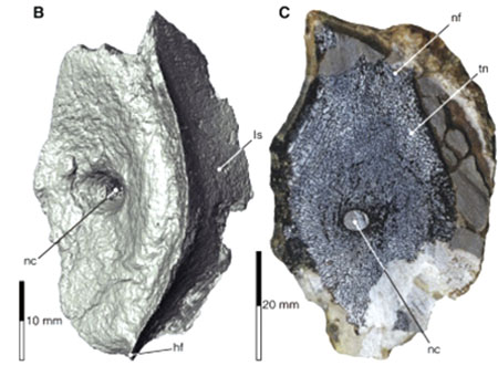 고대 ‘바다의 포식자’ 이크티오사우루스 화석 발견