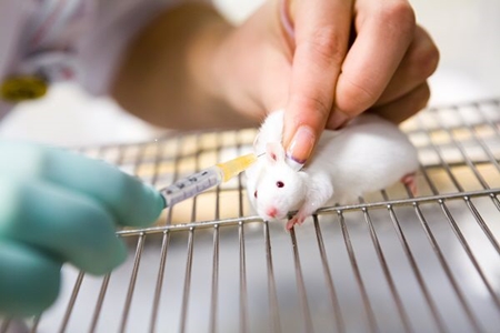 ‘미니 장기’가 실험용 생쥐를 살린다!… 오가노이드란?