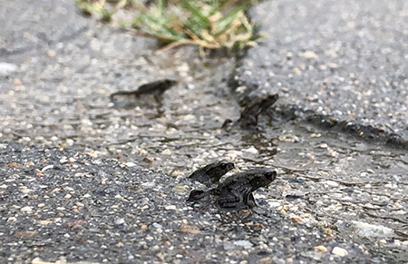 “두꺼비 살려!”… 성비 불균형·로드킬에 두꺼비 수난?