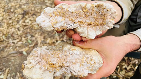 호주 골드러시 중심부에서 순금 포함된 돌덩어리 발견돼 화제