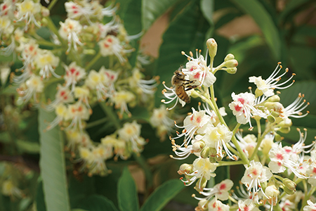흔한 가로수 ‘칠엽수’ 꿀 생산량, 아까시나무의 1.7배
