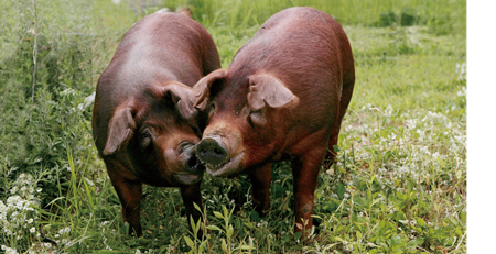 [공공정책 토크] 맛·생산성 높인 ‘우리흑돈’ ‘난축맛돈’… 돼지고기도 고급육 시대