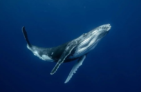 혹등고래가 ‘신비로운 노래’ 부르는 방법 밝혀졌다