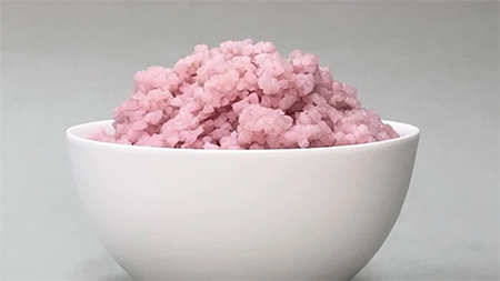 국내 연구진이 개발한 소고기맛 쌀, 단백질도 풍부!… 눈부시게 발전 중인 배양육 기술 