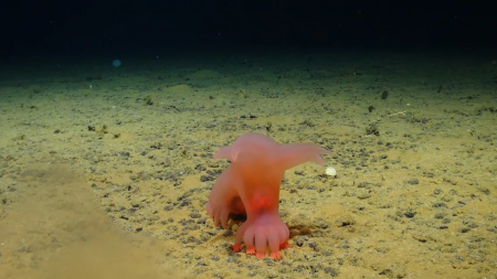 아기손 모양 해삼·속 보이는 해삼… 태평양 깊은 바다에서 발견된 생물