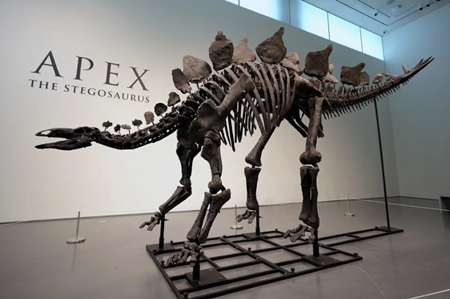 ‘완벽 보존-역대 최대’ 공룡화석, 역사상 가장 비싼 620억 원에 낙찰