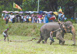 [월드 뉴스]스리랑카 “코끼리가 논을 가네”