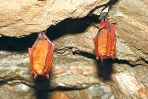 [한자 뉴스]동면 중인 천연기념물 ‘붉은박쥐’