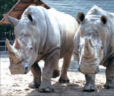 [뉴스 브리핑]멸종위기 흰코뿔소 ‘만델라’, 아빠 된대요!