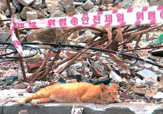 [뉴스 쏙 시사 쑥]‘인천캣맘폭행사건’…길고양이 먹이주기 논란