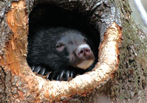 [뉴스 브리핑]지리산 반달가슴곰 ‘바위굴’에서 쿨쿨썰매