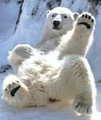 [뉴스 브리핑]미국, ‘북극곰 지키자’ 캐나다 압박