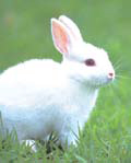 [뉴스 브리핑]EU “화장품에 토끼 실험 금지”
