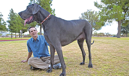 [뉴스 브리핑]‘세계에서 가장 큰 개’ 숨져