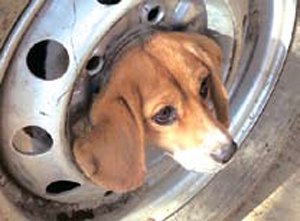 [뉴스 브리핑]타이어 휠에 머리 낀 강아지 구출