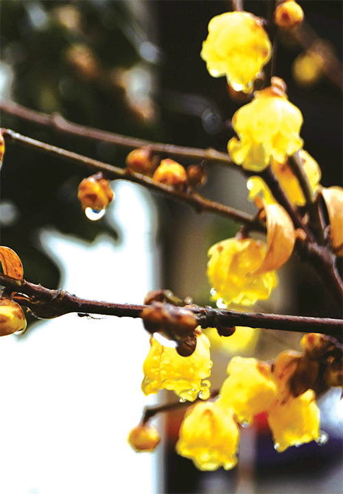[한자 뉴스]“곧 봄이 와요”