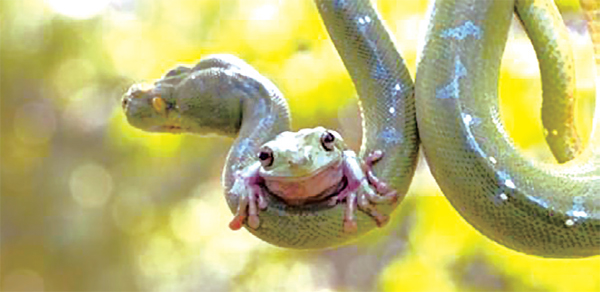 [뉴스 브리핑]뱀 올라탄 ‘간 큰 개구리’