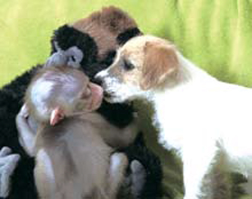 [뉴스 브리핑]종을 넘은 개와 원숭이의 우정